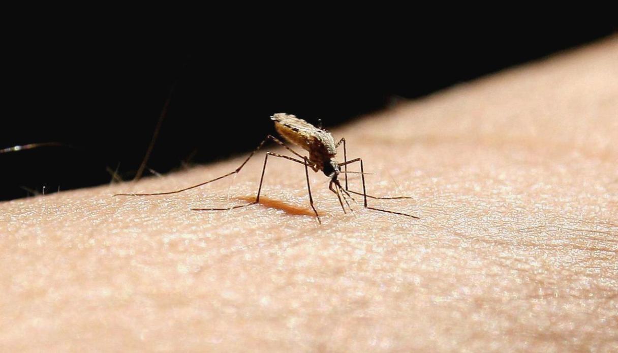 Anopheles